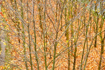 beautiful autumn landscape, yellow leaves in forest