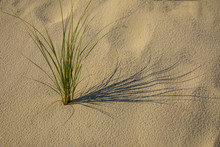 Single Clump Of Sea Grass And Its Shadow