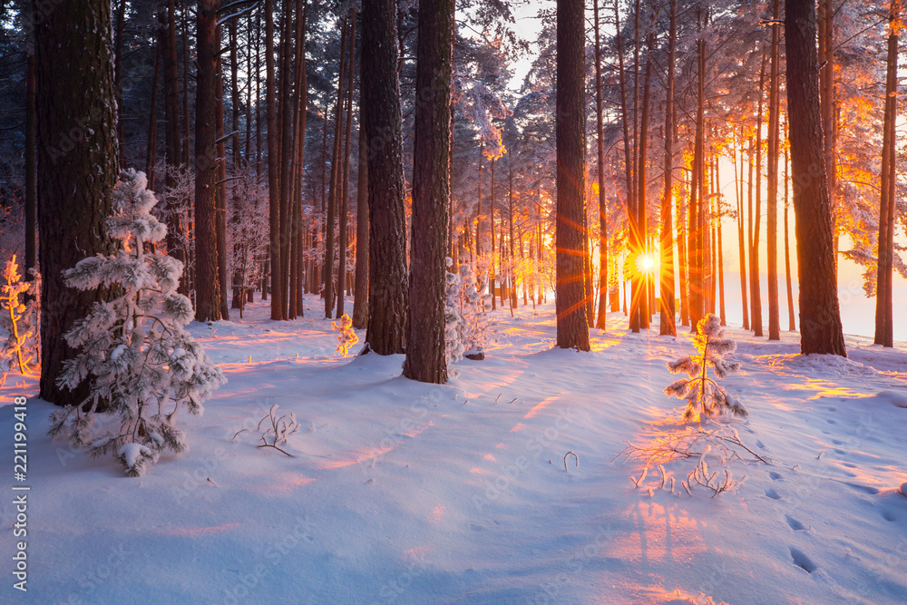 Winter forest - obrazy, fototapety, plakaty 