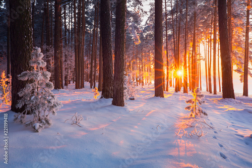 Fototapeta Winter forest