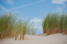 European Beach Grass Along The Shore Isolated In The Dunes With White Sand And Blue Skies