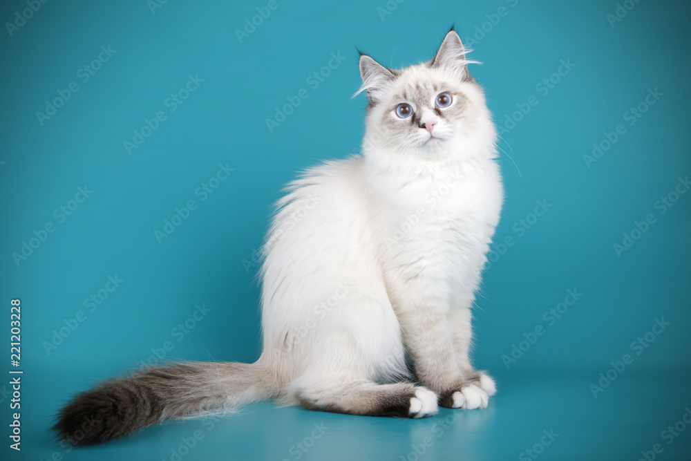 Ragdoll cat on colored backgrounds Stock Photo | Adobe Stock