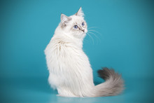 Ragdoll Cat On Colored Backgrounds