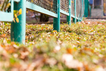 Background Of Autumn Leaves At The Chain-link Fence. Colorful Fall Leaves Are Illuminated By Sunlight And Lying At The Fence