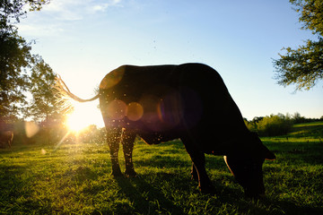 Large Santa Gertrudis heifer on rural cow farm during morning sunrise.