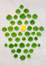 Green Leaves With One Yellow In The Middle