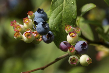 Poster - Ripening highbush blueberries in a New Hampshire bog.