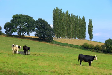 Wall Mural - Cows grazing on the farmland in Somerset