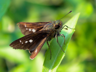 detailed macro image of small butterfly perches on the leaf isolated with blurred green background