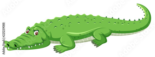 Photographie A green crocodile on white background