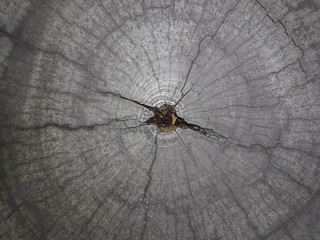 Beautiful pattern on wood.