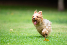 Yorkshire Terrier Running On A Grass Field