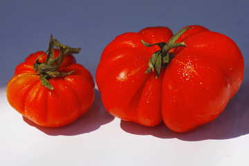 Wall Mural - Table top with grown tomatoes, food photography