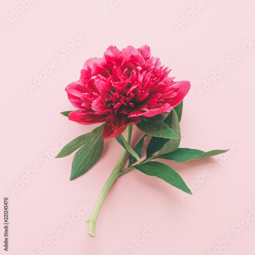 One pink peony flower on light pink background. Top view.