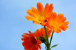 beautiful bright bouquet of orange calendula flowers against the blue sky, tender natural floral composition, wallpaper