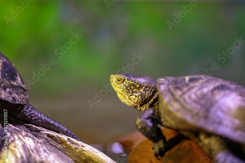 Plakat Portret denny żółw w akwarium