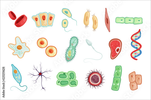 Cuadros en Lienzo Anatomy of human cells set of detailed vector Illustrations