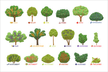 Poster - Different garden berry shrubs sorts with names set, fruit trees and berry bushes vector Illustrations