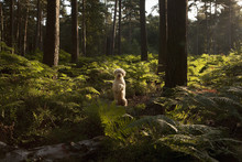 Portrait Cute Labradoodle On Back Legs In Forest, Wiendorf, Mecklenburg-Vorpommern, Germany