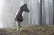 © fStop - Beautiful horse in foggy forest