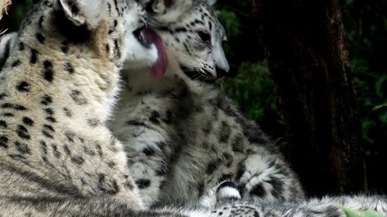Wall Mural - Snow leopard cub playing with mother. (Panthera uncia)