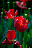 Fototapeta Tulipany - withering tulips