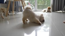 Slow Motion, Funny Pomeranian Dog Cute Pet Playful In Living Room