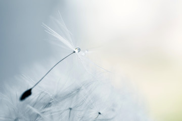 a drop of water on a dandelion.dandelion seed on a blue background with  copy space close-up