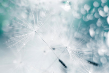 Wall Mural - a drop of water on a dandelion. dandelion on a blue background with copy space close-up