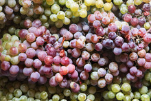 Background Of Purple And Green Grapes