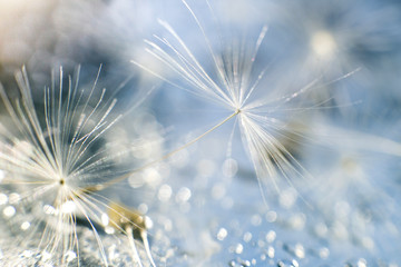 Wall Mural - a drop of water on a dandelion. dandelion on a blue background with copy space close-up