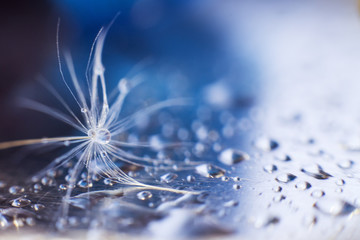 Wall Mural - a drop of water on a dandelion.dandelion seed on a blue background with copy space close-up