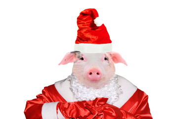 Wall Mural - Portrait of a cute pig in Santa Claus costume isolated on white background