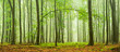 Foggy Beech Forest Panorama