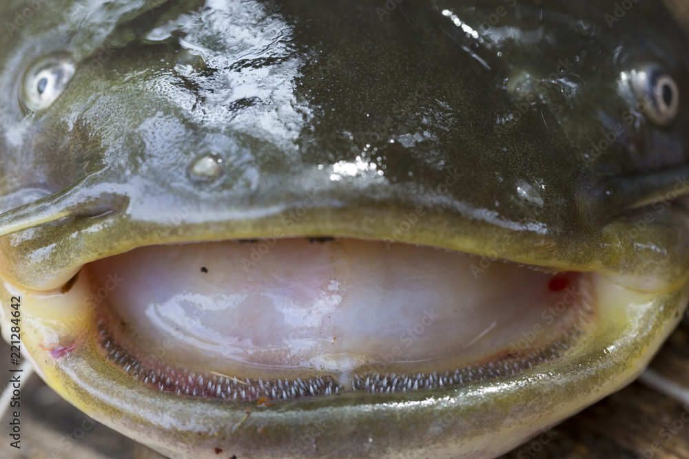 wels-catfish-silurus-glanis-in-detail-stock-photo-adobe-stock