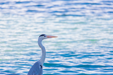 Grey Heron on tropical beach. Maldives wildlife