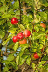 apples on a tree in summertime