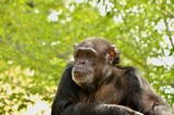 Fototapeta Zwierzęta - chimpanzee