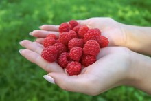 Juicy Red Raspberries In Female Hands Against A Background Of Green Grass In The Sunny Day.