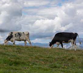 Two cows