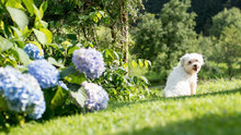 Maltese Dog In The Nature Posing Next To Flowers