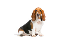 Basset Hound Sitting In Front Of A White Background