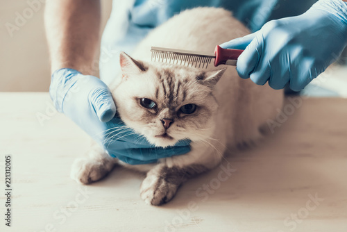 Fotografie, Obraz Male Doctor Veterinarian Examining Cute Grey Cat