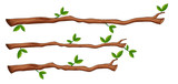 Fototapeta  - A set of tree branch