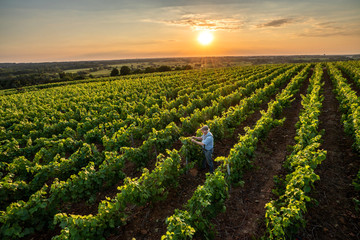 Top view. a senior winegrower works in his vines at sunset 