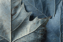 Macro Image Of Plane Tree Leaves, Natural Background