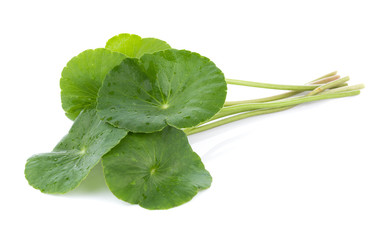 Wall Mural - Closeup leaf of Gotu kola, Asiatic pennywort, asiatic leaf isolated on white background