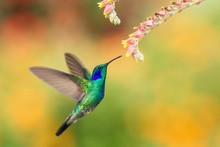  Green Violetear Hovering Next To Red And Yellow Flower, Bird In Flight, Mountain Tropical Forest, Costa Rica, Natural Habitat, Beautiful Hummingbird Sucking Nectar, Colouful Background