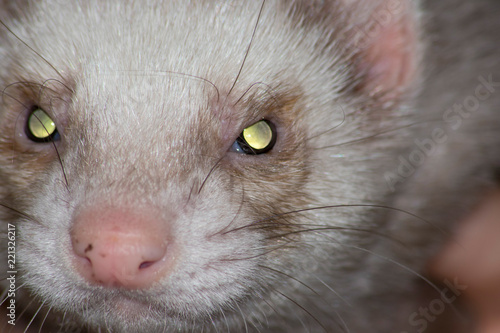 ferret angry