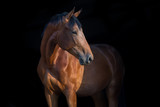 Fototapeta Konie - Horse portrait close up on black background